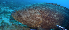 Goliath Grouper & Ramoras copy.png